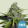 Royal thcv 100% royal queen seeds
