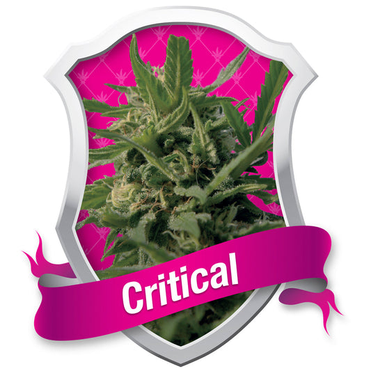 Critical