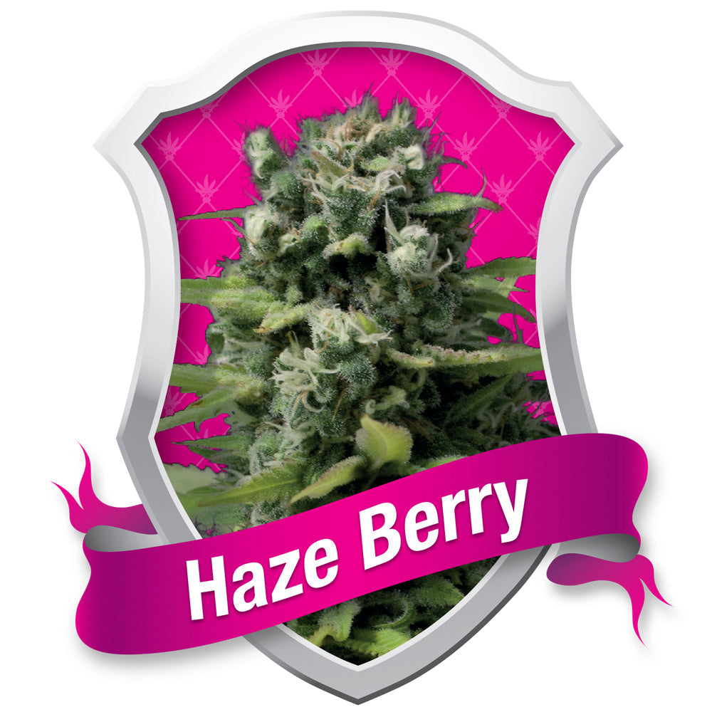 Haze Berry