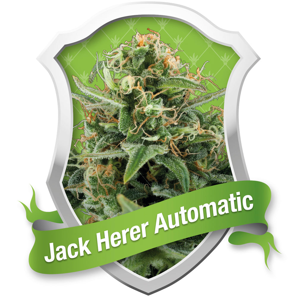 Royal Jack Automatic