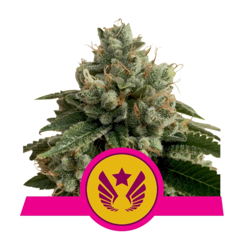 Legendary OG Punch