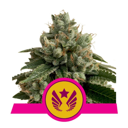 Legendary OG Punch