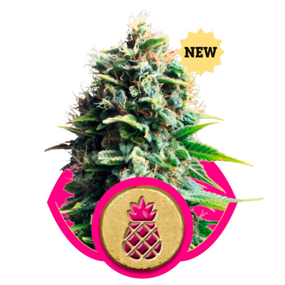Pineapple Kush