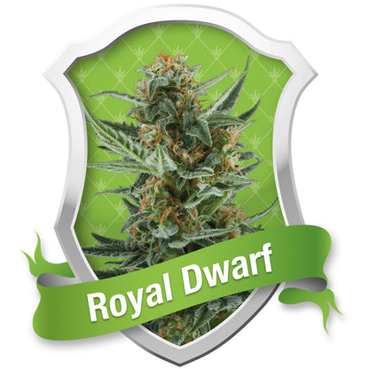 Royal Dwarf