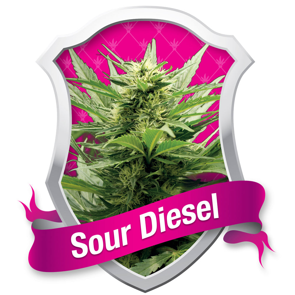 Sour Diesel