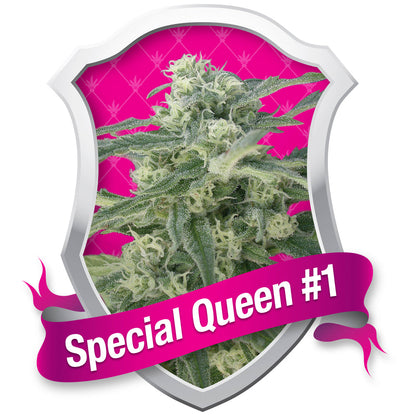 Special Queen #1