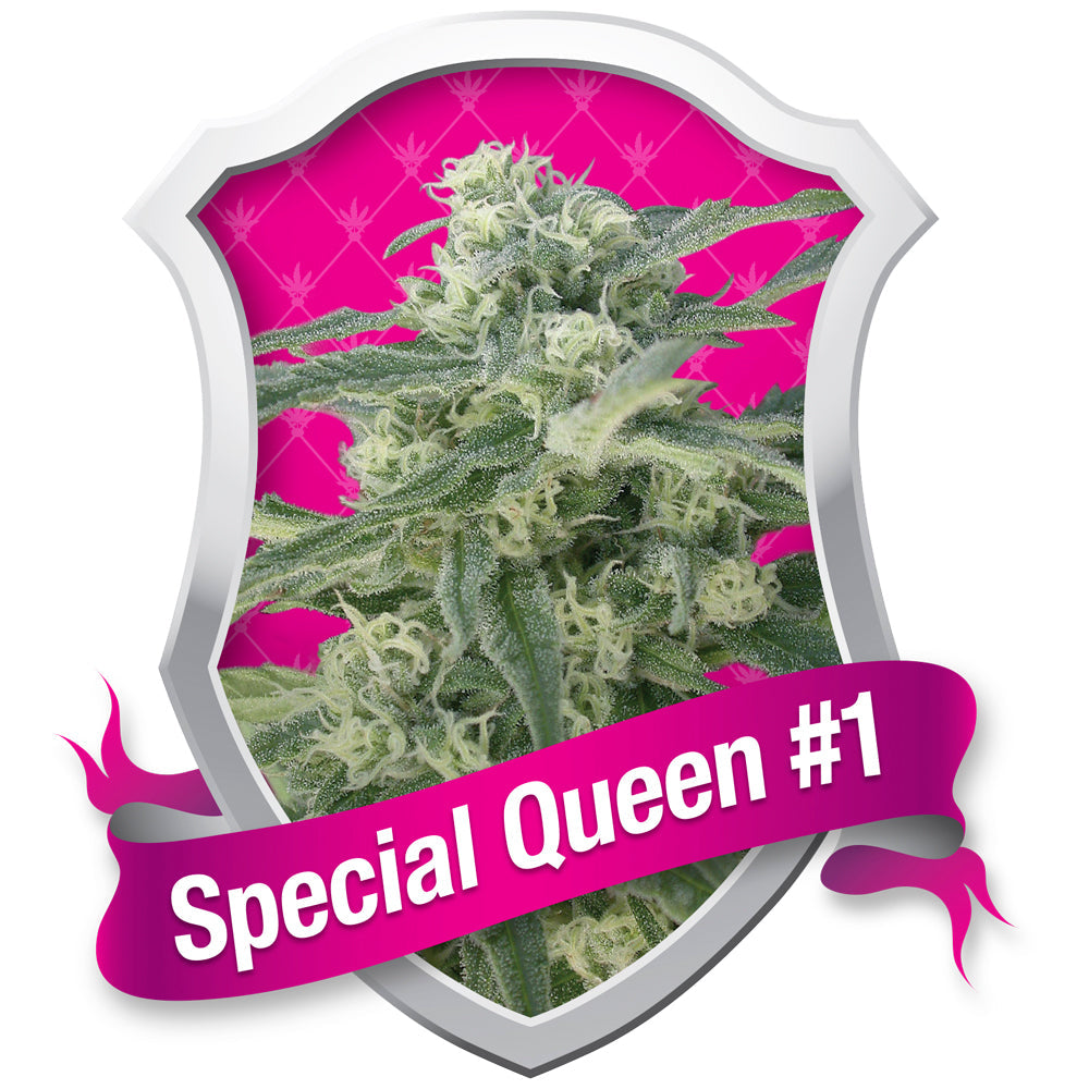 Special Queen #1