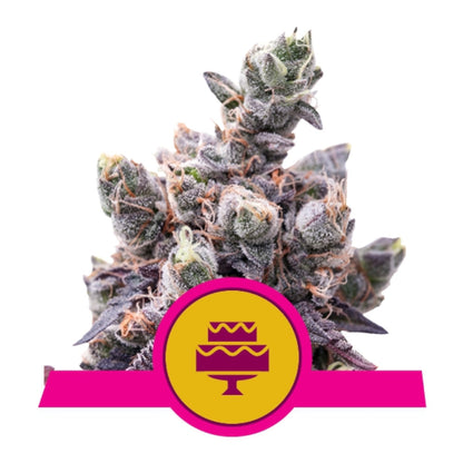 Wedding Gelato