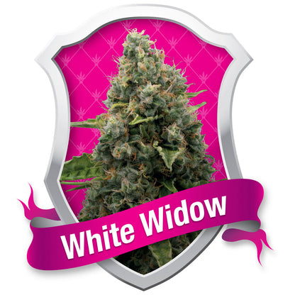 White Widow