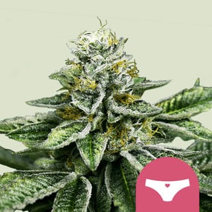 Sherbet queen (5) 100% royal queen seeds