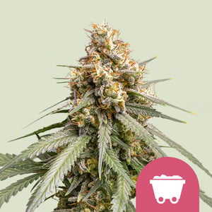Shining silver haze 100% royal queen seeds