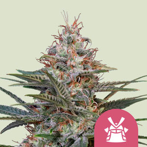 Shogun (5) 100% royal queen seeds