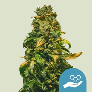 Solomatic cbd (5)auto royal queen seeds