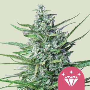 Special kush 100%  (25) royal queen seeds