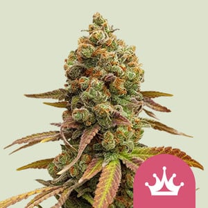 Special queen 1 100% royal queen seeds