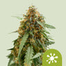 Sticky queen auto royal queen seeds
