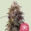 Sticky queen 100% royal queen seeds