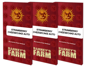Straberry cheescake auto barney's seeds