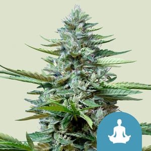 Stress killer auto cbd 100% royal queen seeds