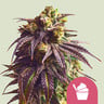 Sundae driver 100% royal queen seeds