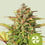 Sweet zz automatic royal queen seeds