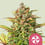 Sweet zz 100% royal queen seeds