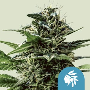 Tatanka pure cbd (3) royal queen seeds