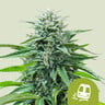 Trainwreck auto 100% royal queen seeds