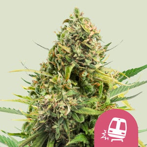 Trainwreck 100% royal queen seeds