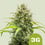 Triple g auto 100% royal queen seeds