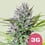Triple g 100% royal queen seeds