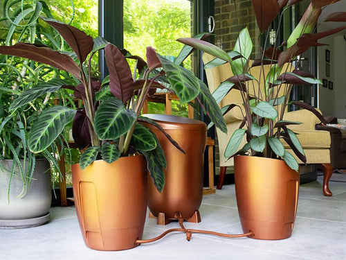 Khloris watering system (completo) morado autopot