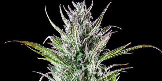 Northern light 100% royal queen seeds