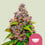Watermelon 100% royal queen seeds