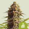 Wedding cake auto 100% royal queen seeds