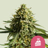 Wedding cake 100% royal queen seeds