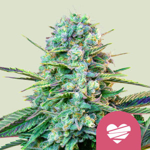 Wedding crasher 100% royal queen seeds