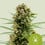 White widow auto royal queen seeds