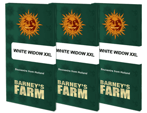 White widow xxl 100% barney's seeds
