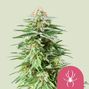 White widow 100% royal queen seeds